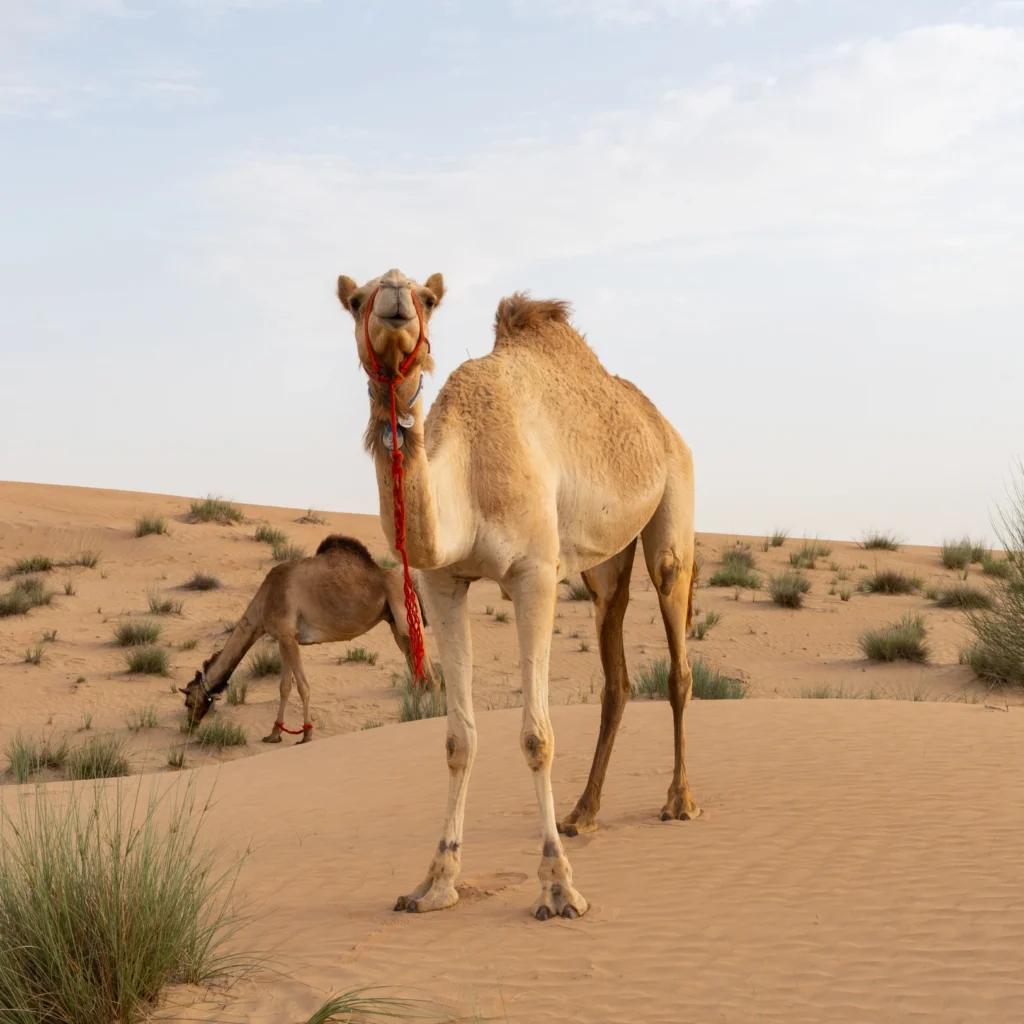 UAE-Wildlife