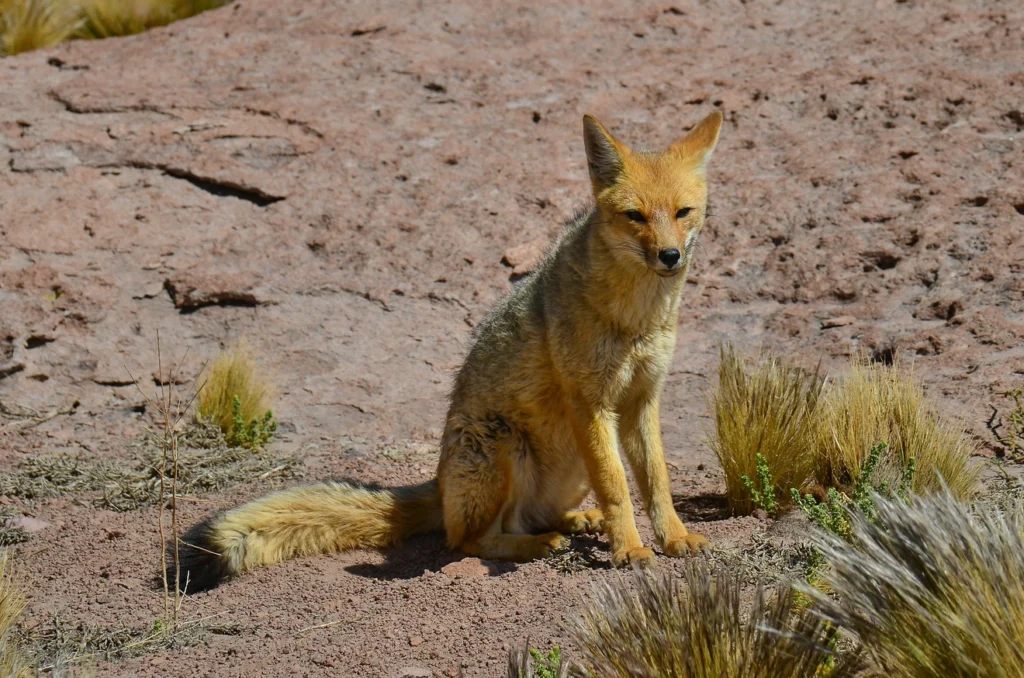 Sand Fox in the Desert