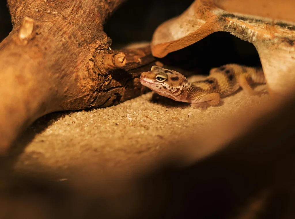 Reptiles and Insects: Desert Survivors