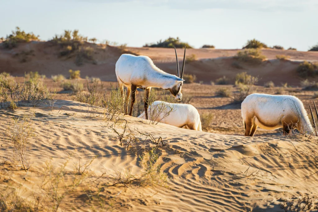 Arabian Oryx in the Desert