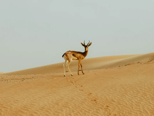 Desert Wildlife Encounters: What to Expect on MotoZone's Off-Road Trails